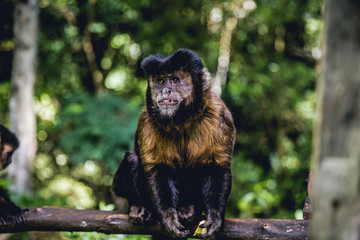 Monkey 