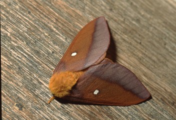 Pink-Striped Oakworm Silk Moth (Anisota Virginiensis)