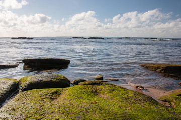 exposed coral at low tide