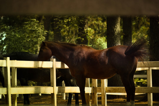 Caballo