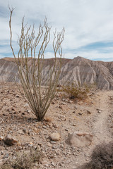 Ocotillo Cactus Growing in the Desert in the Spring by a Hiking Trail