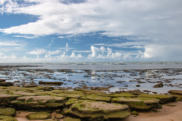 exposed coral at low tide