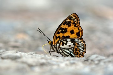 Fototapeta na wymiar Butterfly from the Taiwan (Sephisa daimio) Baiqun macular butterfly in water 