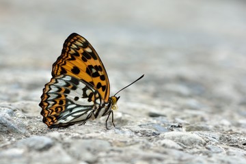 Fototapeta na wymiar Butterfly from the Taiwan (Sephisa daimio) Baiqun macular butterfly in water 