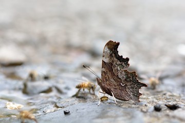 Butterfly from the Taiwan (Polygonia c-album) Protruding tail hook butterfly 
