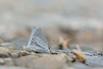 Butterfly from the Taiwan (Udara dilecta) Udara dilecta little butterfly