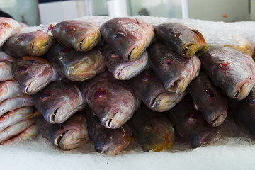 A group of fresh fish piled on ice for sale in a fish market in Tijuana, Mexico.