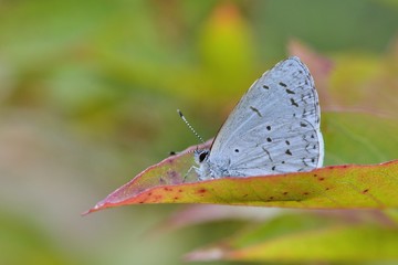 Butterfly from the Taiwan (Udara dilecta) Udara dilecta little butterfly