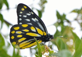 Butterfly from the Taiwan (Delias berinda wilemani Jordan)Spotted butterfly