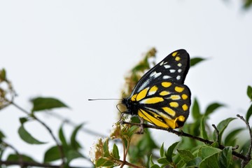 Butterfly from the Taiwan (Delias berinda wilemani Jordan)Spotted butterfly