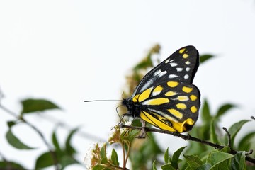 Butterfly from the Taiwan (Delias berinda wilemani Jordan)Spotted butterfly