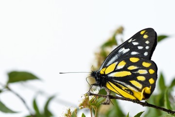 Butterfly from the Taiwan (Delias berinda wilemani Jordan)Spotted butterfly