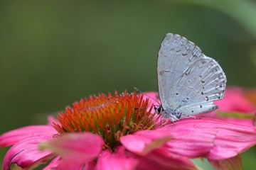 Butterfly from the Taiwan (Celastrina oreas arisana) Big purple butterfly 
