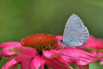 Butterfly from the Taiwan (Celastrina oreas arisana) Big purple butterfly 