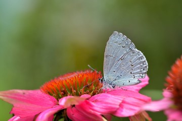 Butterfly from the Taiwan (Celastrina oreas arisana) Big purple butterfly 