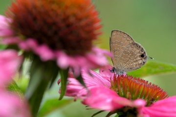Butterfly from the Taiwan (Prosotas nora formosana) Small ripple butterfly in water