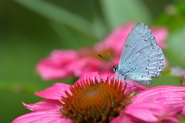 Butterfly from the Taiwan (Celastrina oreas arisana) Big purple butterfly 