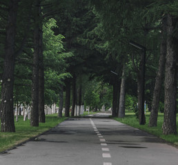 Walking path in the Park. Summer landscape. Parkland.