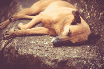 Dog Sleeping