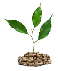 plant growing out of wood pellets