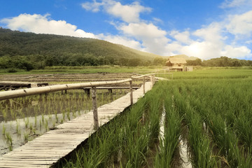 ฺBlue sky and Green Paddy field with the bridge to the cottage in the middle of the nature. 