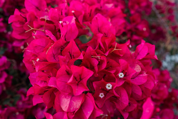 Fototapeta premium Close up of red Bougainvillea Flowers in the Shade