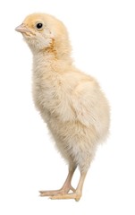 Chick - Baby Chicken