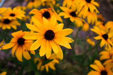 Yellow Black Eyed Susans Growing in a Garden in the Blue Ridge Mountain