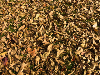 Leaves on the ground.