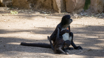 little black monkeys eating