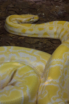 Albino Python  is one of the five largest species of snakes in the world.  It is native to a large area of tropical South and Southeast Asia. They are often found near water.