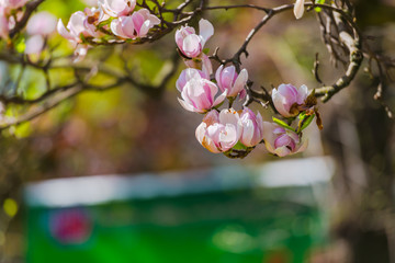 Fototapeta premium Beautiful sdpringtime flowers