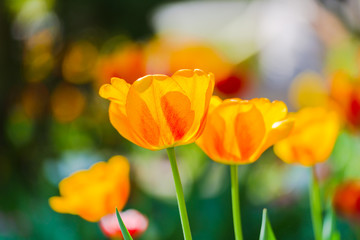 Fototapeta premium Beautiful sdpringtime flowers