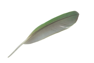 feather on white background 