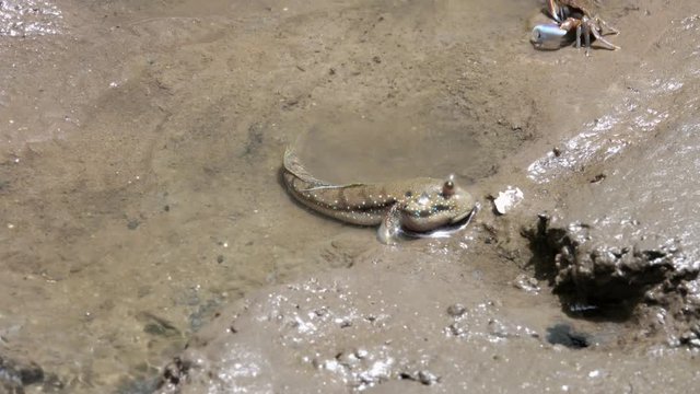 Mudskipper (Periophthalmus) on Wetland
