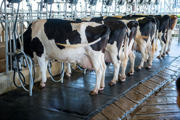 Worker milking milk form cow milk. Manufacturing, farming.