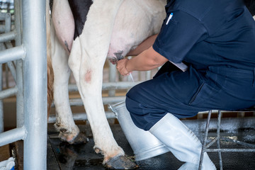 Farmer worker hand milking cow in cow milk farm