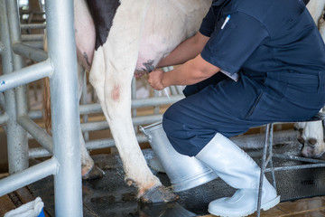 Farmer worker hand milking cow in cow milk farm