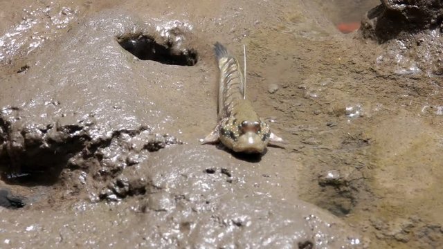 Mudskipper (Periophthalmus) on Wetland