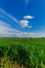 Springtime in sunny day