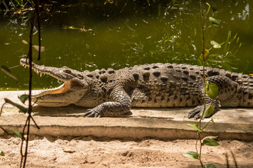 Large crocodile basking under the sun. These cold-blooded reptiles have protruding bones that heat...