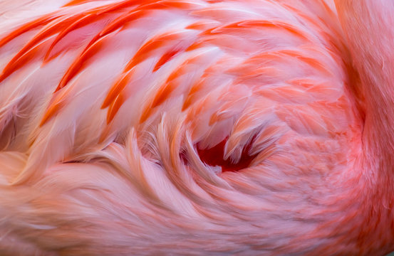 Fototapeta Texture of Flamingo Back Feathers