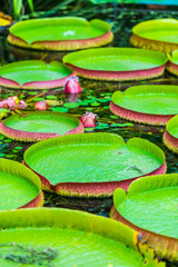 Waterv lilly leaves and flowers