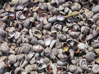 Many shells on the beach.