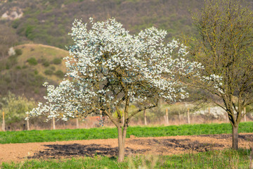 Wild cherry flowers