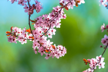Wild cherry flowers