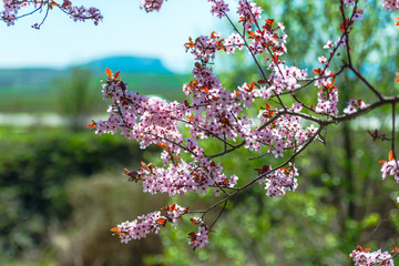 Wild cherry flowers