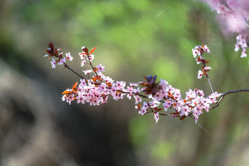 Wild cherry flowers