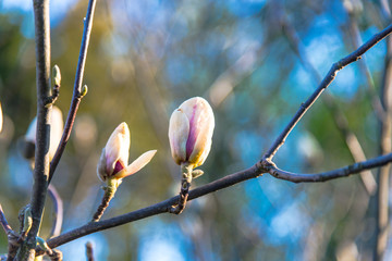 Magnolia flowers