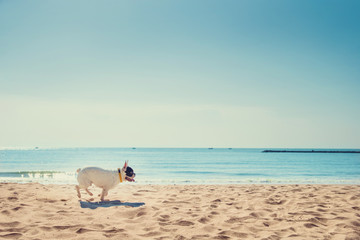 Fototapeta na wymiar Portrait of french bulldog on the beach